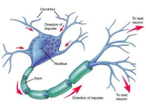 Neuron_4